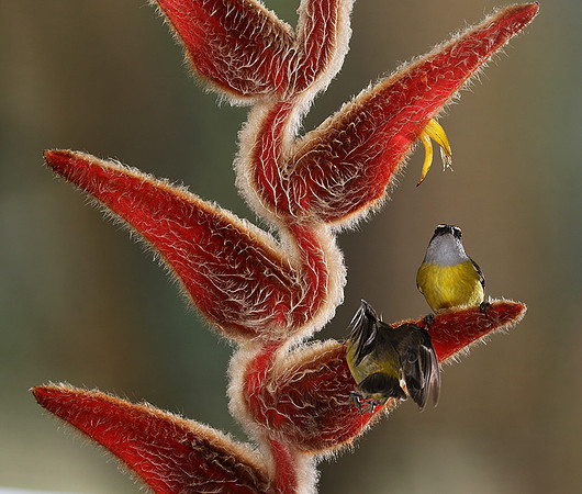Great kiskadee