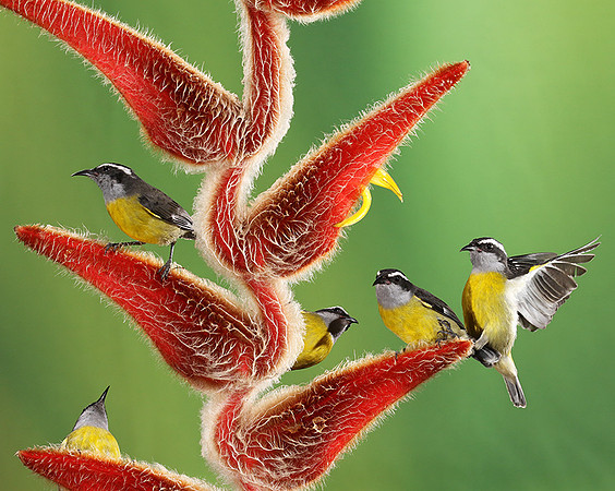Great kiskadee