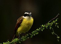 Great kiskadee