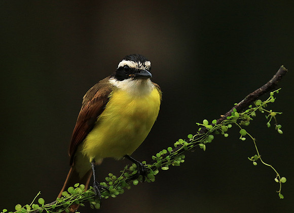 Great kiskadee