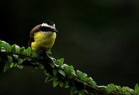 Great kiskadee