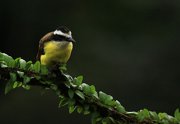 Great kiskadee