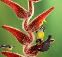 Great kiskadee