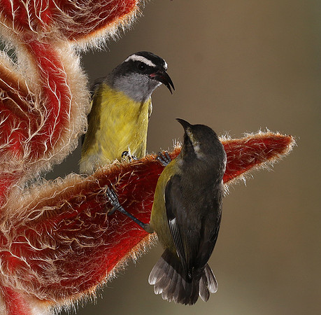 Great kiskadee