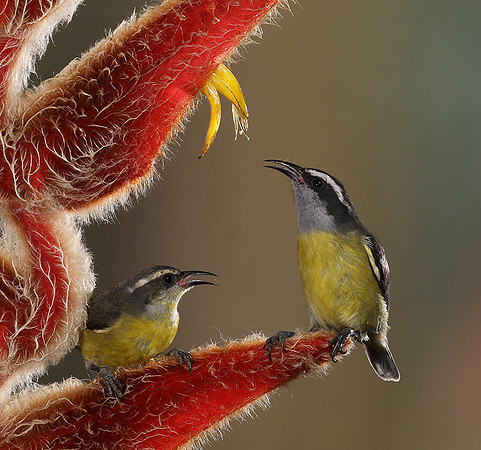 Great kiskadee