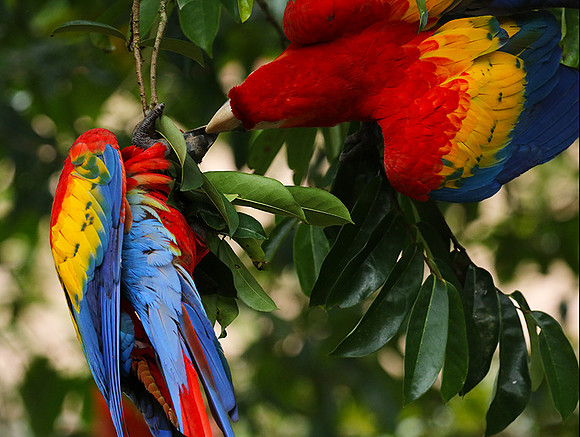 Scarlat macaw