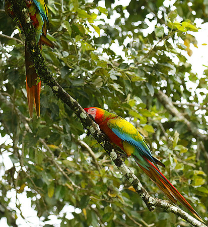 Macaw - ara