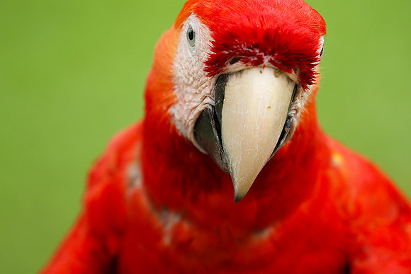 Scarlet macaw