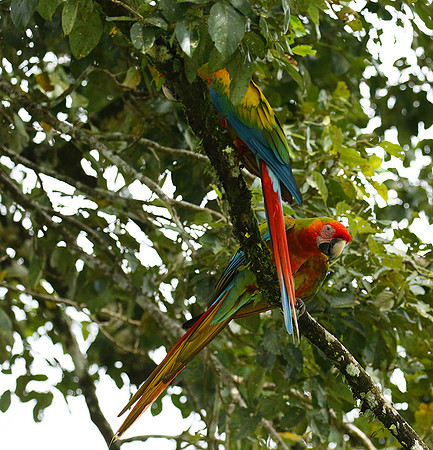 Macaw - ara