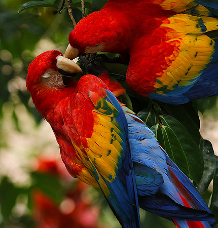 Scarlat macaw