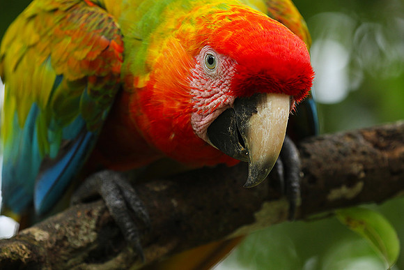 Macaw - ara