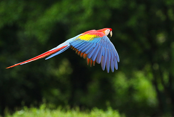 Scarlet macaw