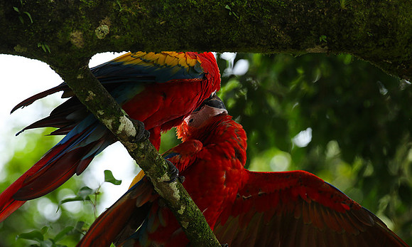 Macaw - ara