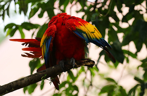 Macaw - ara