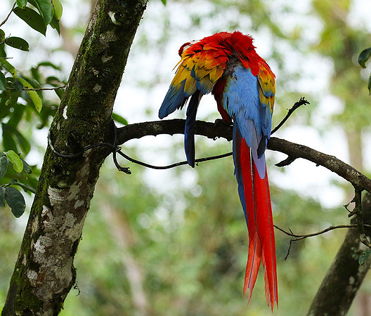 Macaw - ara