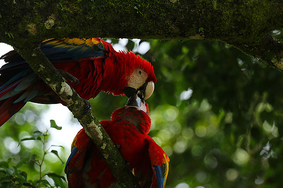Macaw - ara