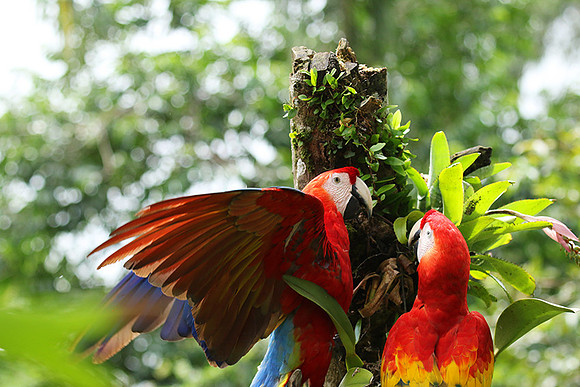 Scarlet macaw