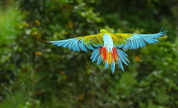 Green macaw