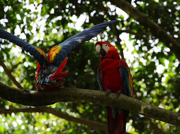 Macaw - ara