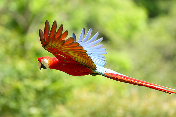 Macaw - ara