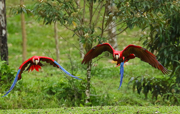 Macaw - ara