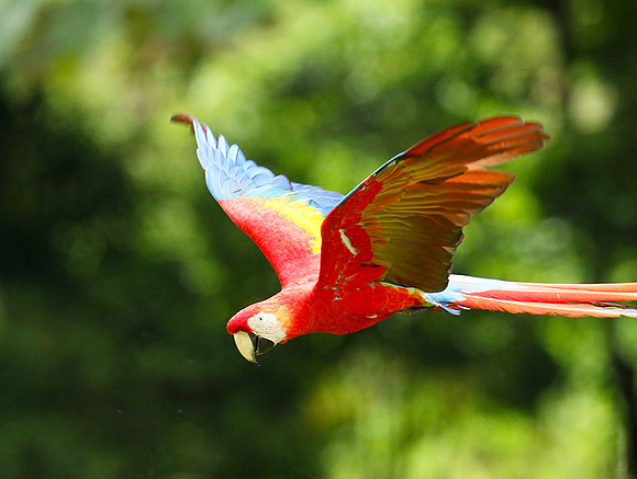 Macaw - ara