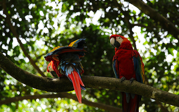 Macaw - ara