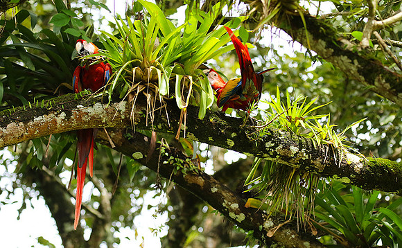 Macaw - ara