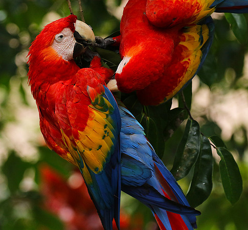 Scarlat macaw