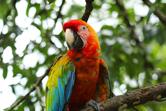 Macaw - ara