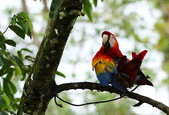 Macaw - ara