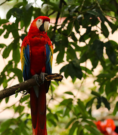 Macaw - ara