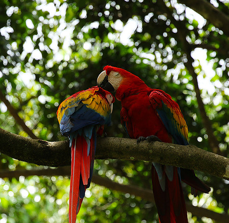Macaw - ara