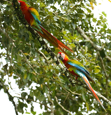 Macaw - ara