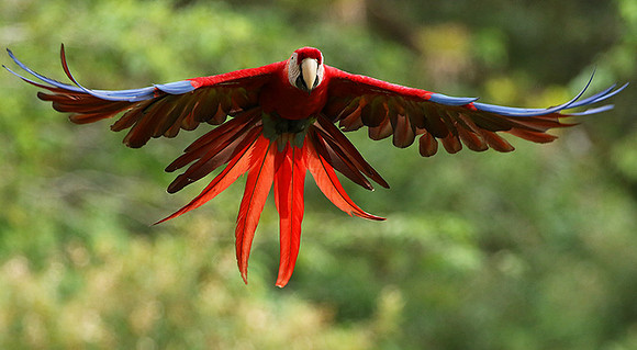 Scarlet macaw