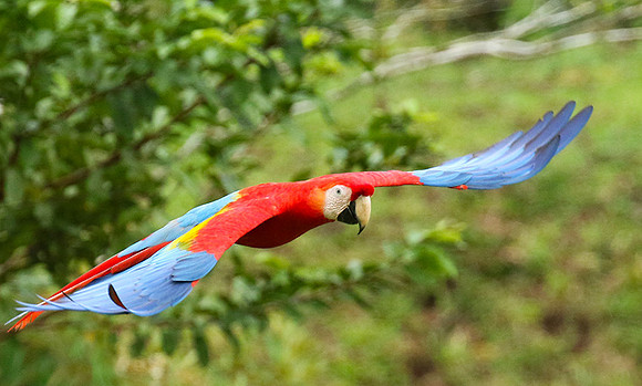 Macaw - ara