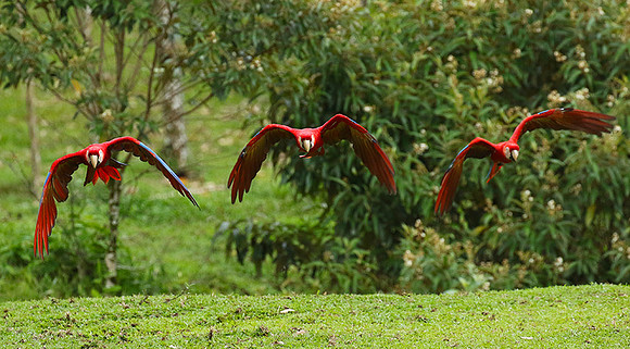 Macaw - ara
