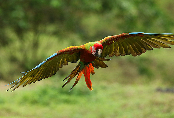 Great green macaw