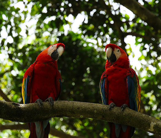 Macaw - ara