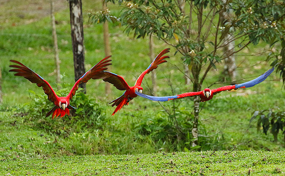 Macaw - ara