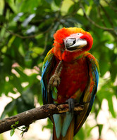 Macaw - ara