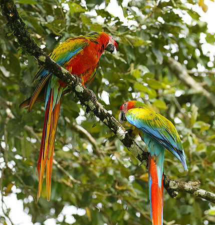 Macaw - ara