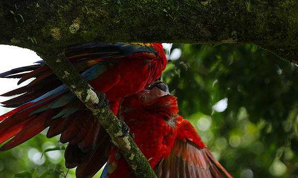 Macaw - ara