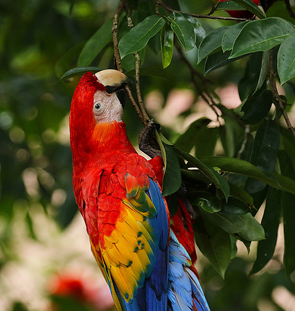 Macaw - ara