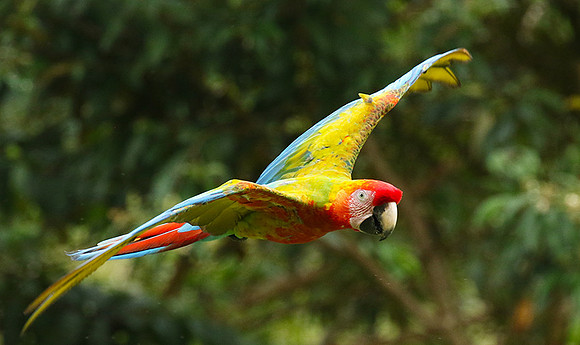 Macaw - ara