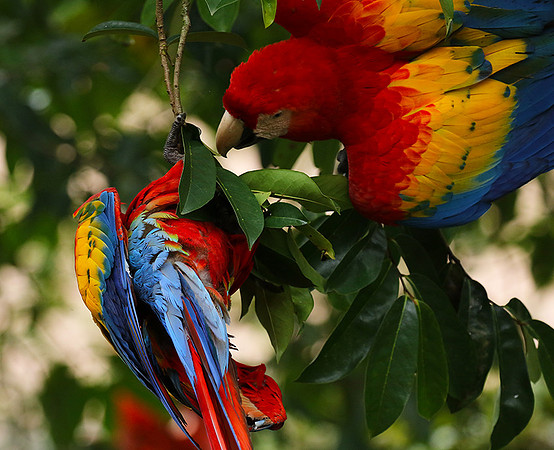 Scarlat macaw