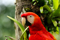 Macaw - ara