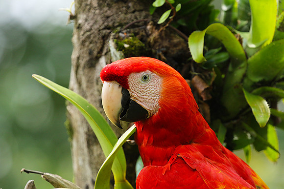 Macaw - ara