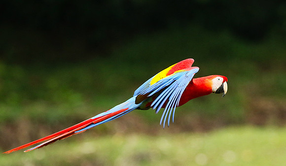 Scarlet macaw