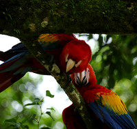 Macaw - ara